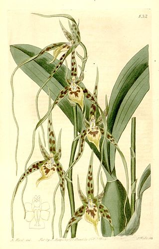 Brassia caudata